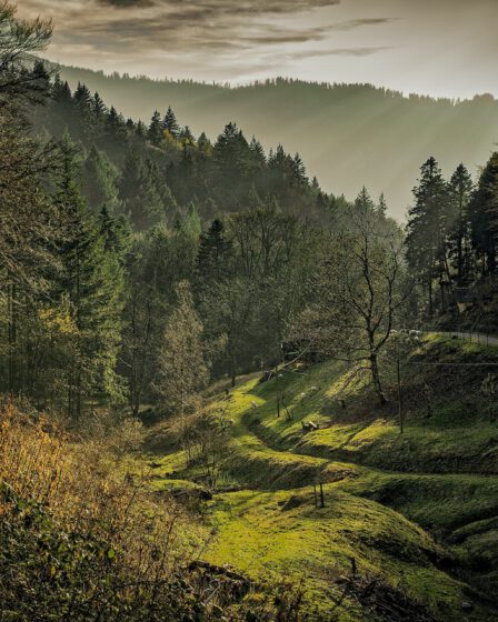 Vakantie Duitsland Zwarte Woud