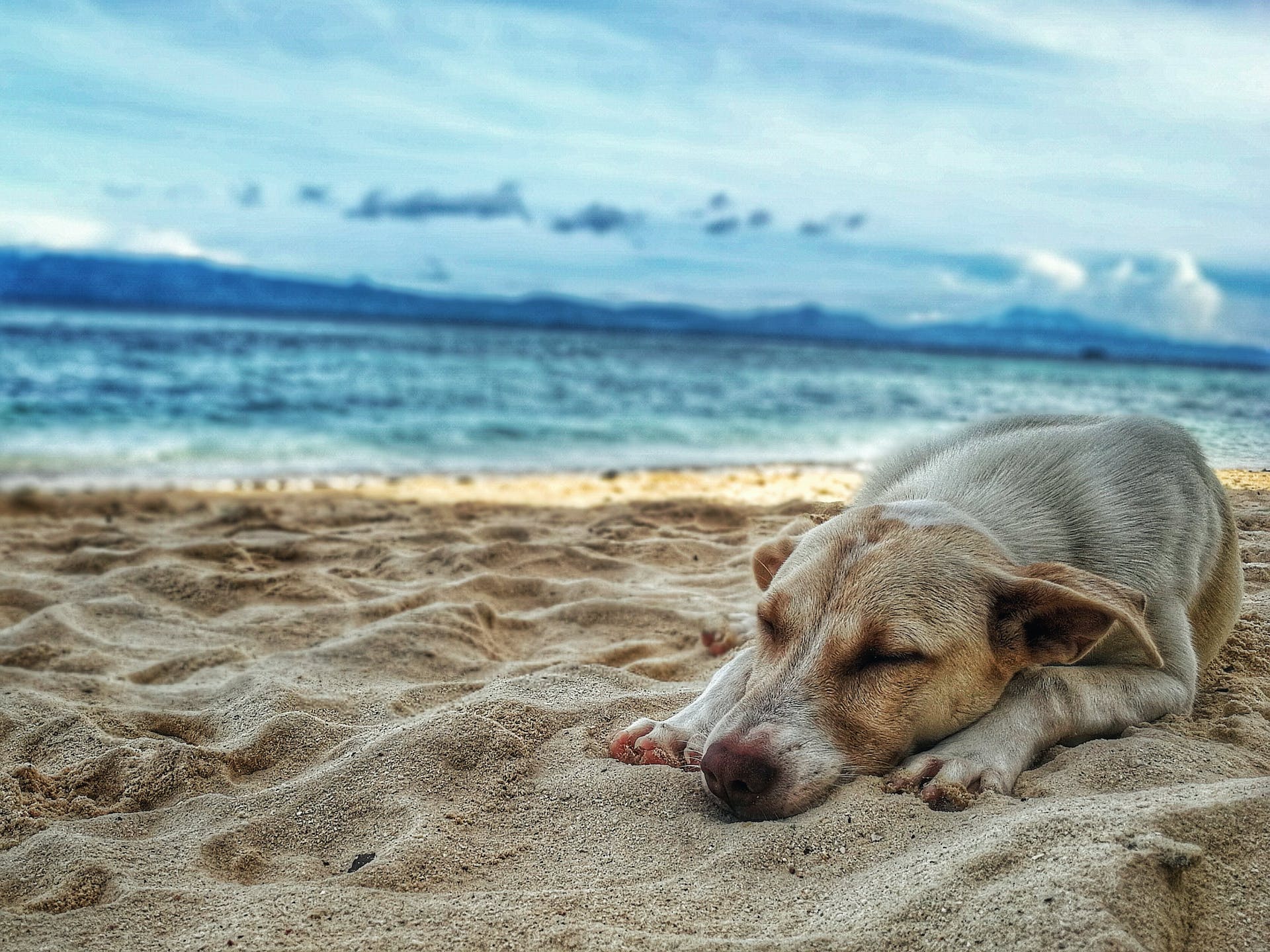 Vakantie Duitsland met Hond